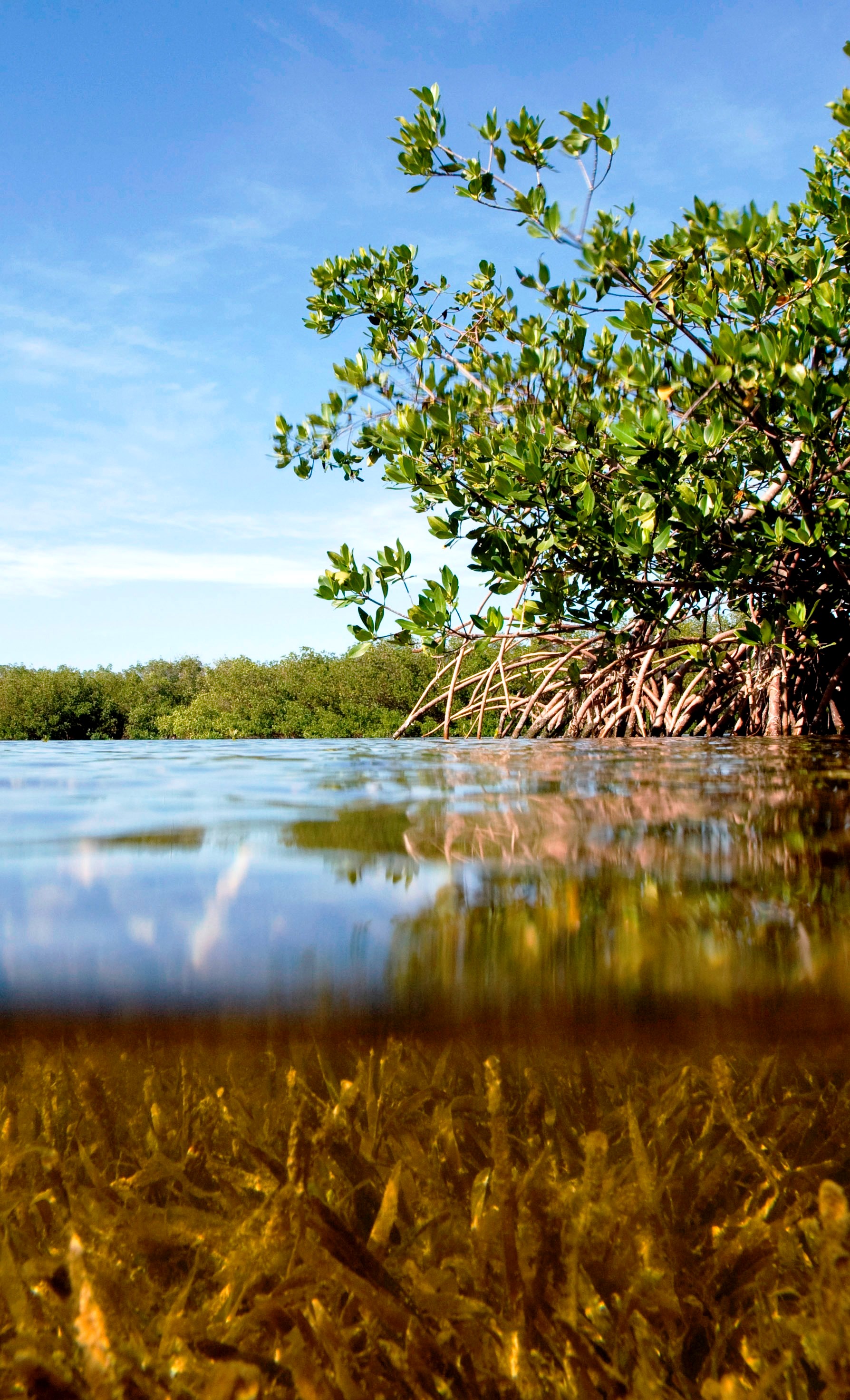Florida Mangrove at Curry Hammock State Park Florida Mangrove at Curry Hammock State Park